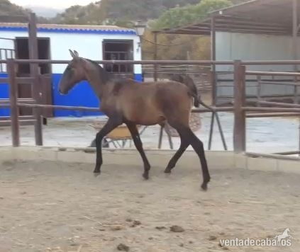Caballos Pura Raza Española (P.R.E.) Pura Raza Española - Potro PRE Tordo
