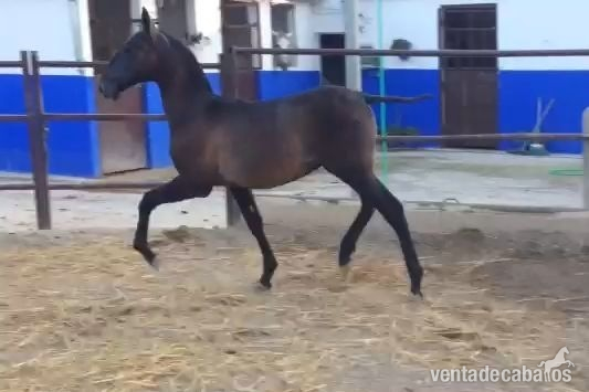 Potro PRE Tordo - Caballos Pura Raza Española (P.R.E.) Pura Raza Española