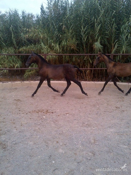 Potro PRE Tordo - Caballos Pura Raza Española (P.R.E.)