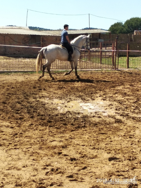 Caballo lusitano grande in 
