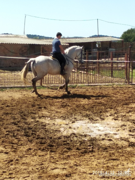 Lusitano