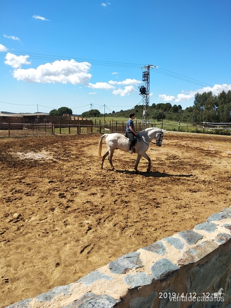 Lusitano {TYPE}
