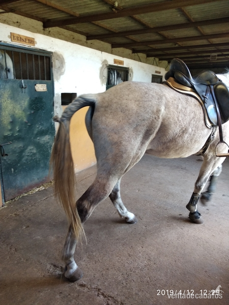 Caballos Capados Lusitano - Caballo lusitano grande