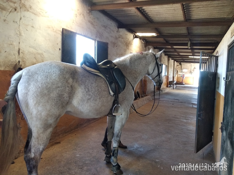 Caballo lusitano grande - Caballos Capados Lusitano