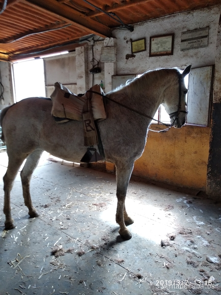 Caballo lusitano grande - Lusitano