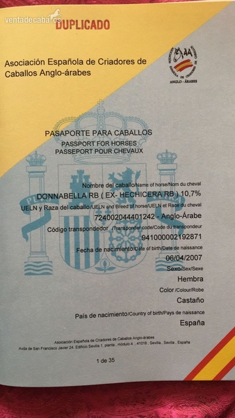 Yeguas Anglo-árabe 10,7% - Venta Yegua Anglo-arabe del 2007