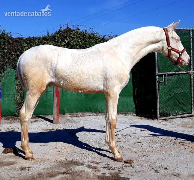 VENTA DE POTROS HISPANO ÁRABE  in 