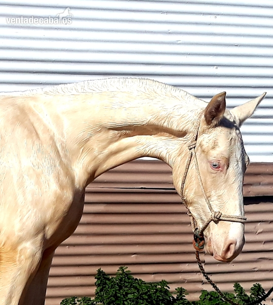 Hispano-Arabe
