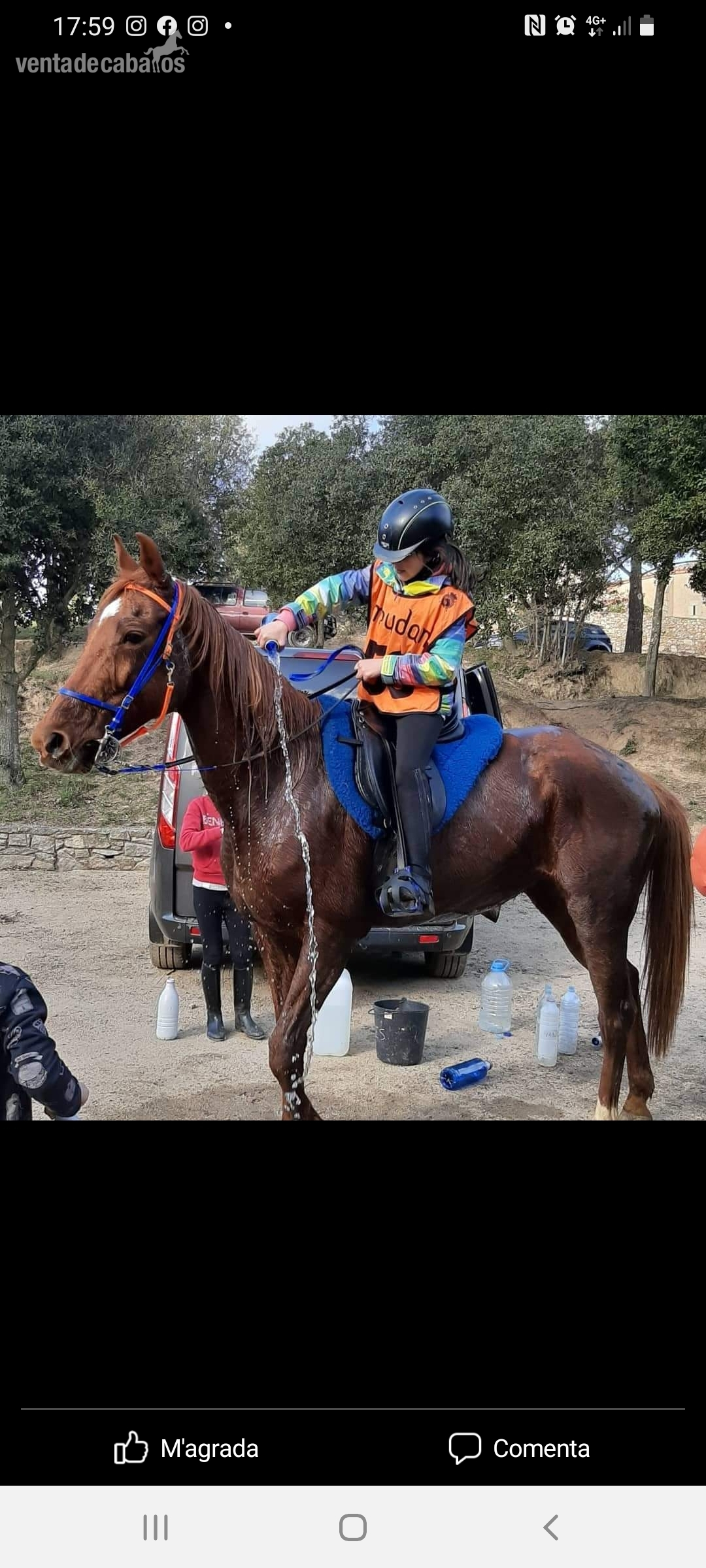 Yegua angloarabe para raids y ruta in 