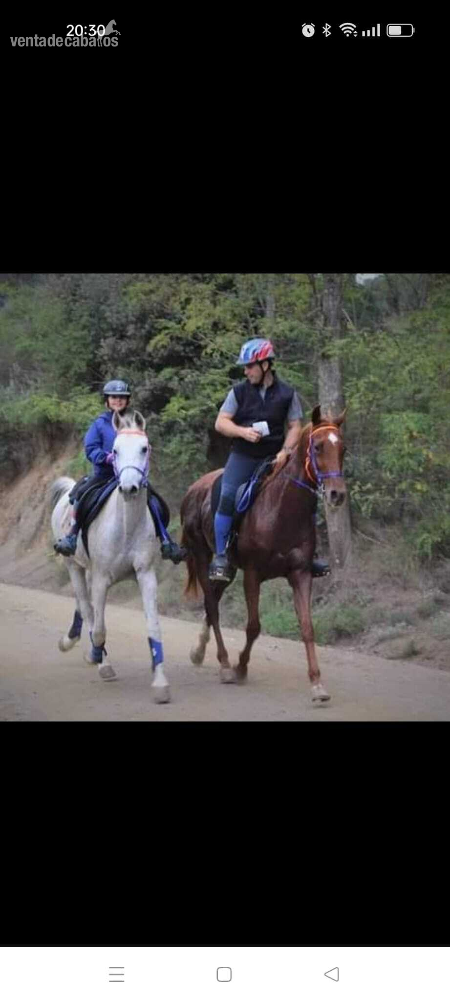 Caballos Árabes Angloarabe - Yegua angloarabe para raids y ruta