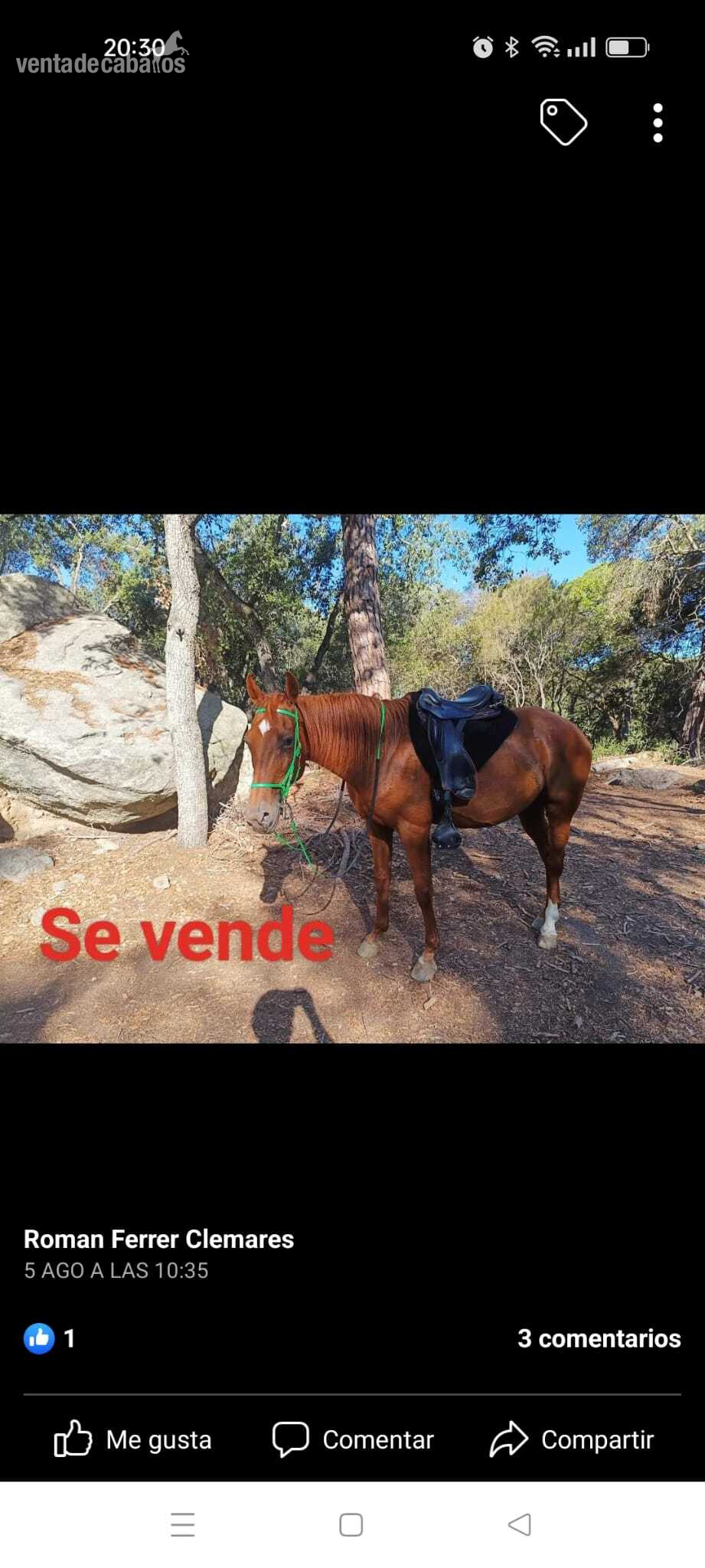 Yegua angloarabe para raids y ruta - Caballos Árabes Angloarabe