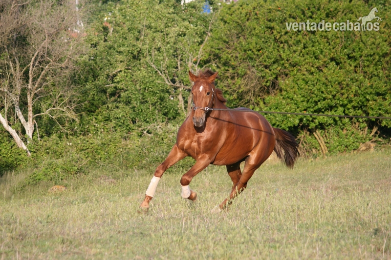 Lusitano