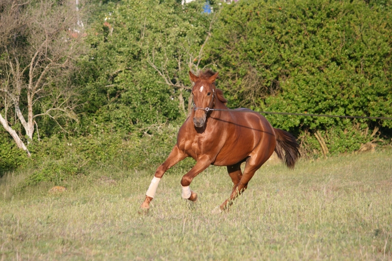 Lusitano