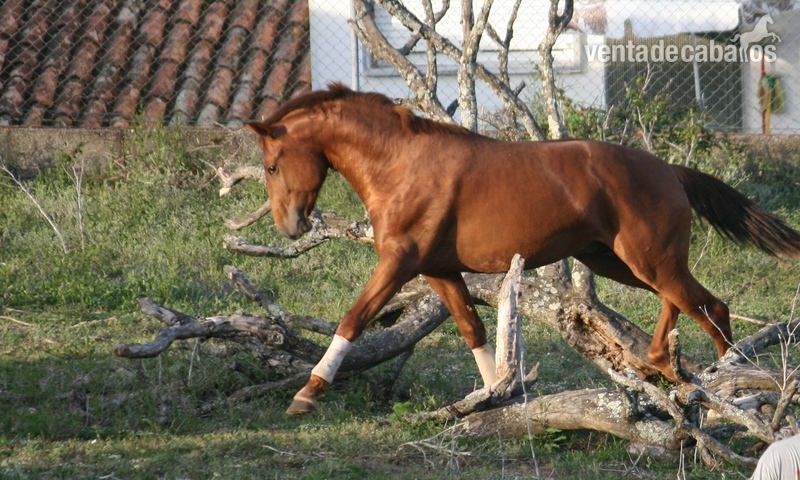 Lusitano {TYPE}