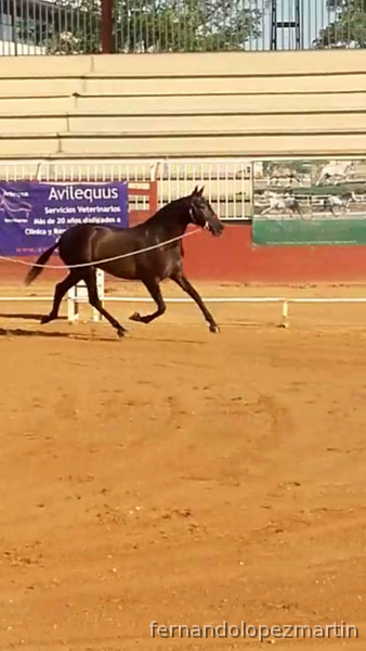 Caballos Pura Raza Española (P.R.E.) Pura Raza Española - Potra de 2 años con excelentes orígenes de doma por Caldero-Ventura Camacho-Pallares. 