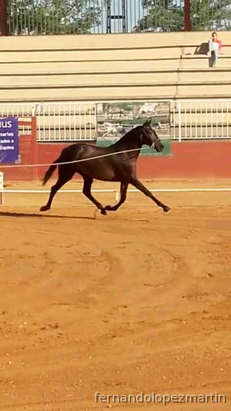 Potra de 2 años con excelentes orígenes de doma por Caldero-Ventura Camacho-Pallares.  - Caballos Pura Raza Española (P.R.E.) Pura Raza Española