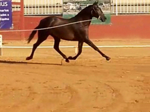 Potra de 2 años con excelentes orígenes de doma por Caldero-Ventura Camacho-Pallares. 