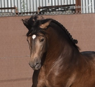 Caballo p.r.e bayo in 