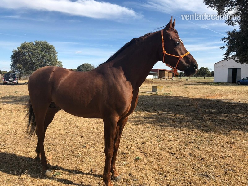 Caballo Pura Raza Arabe in 