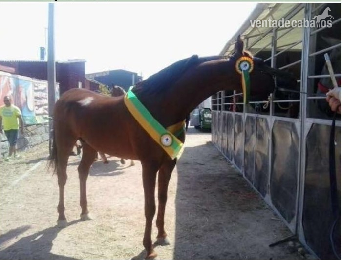 Caballos Árabes Arabe - Caballo Pura Raza Arabe