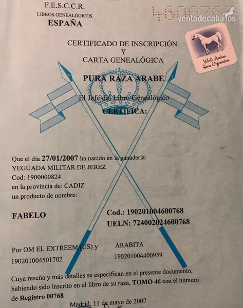 Caballo Pura Raza Arabe - Caballos Árabes Arabe