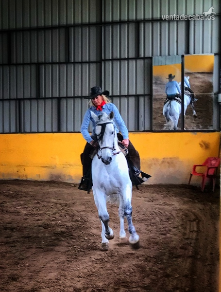 Caballos Pura Raza Española (P.R.E.) Pura Raza Española - PRE Entero, Espectacular genética con papeles