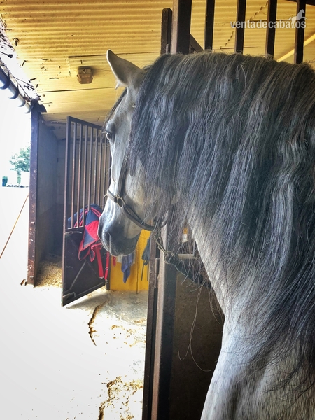PRE Entero, Espectacular genética con papeles - Caballos Pura Raza Española (P.R.E.) Pura Raza Española
