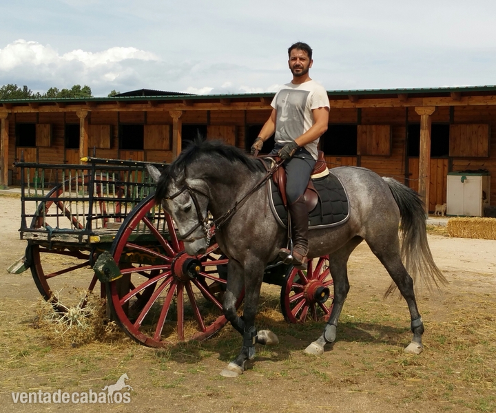 CEDO YEGUA EN PUPILAJE in 