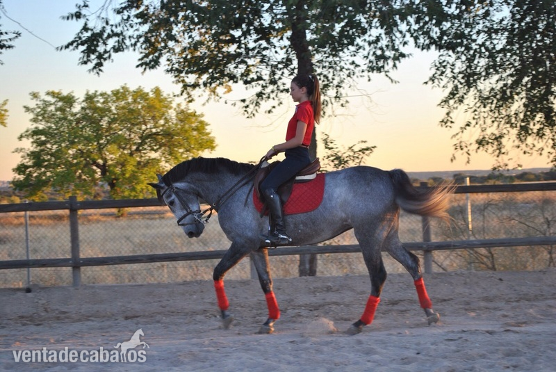 Caballo de Deporte Español (CDE)