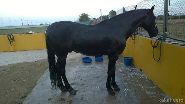 Caballo PRE en Valencia in 