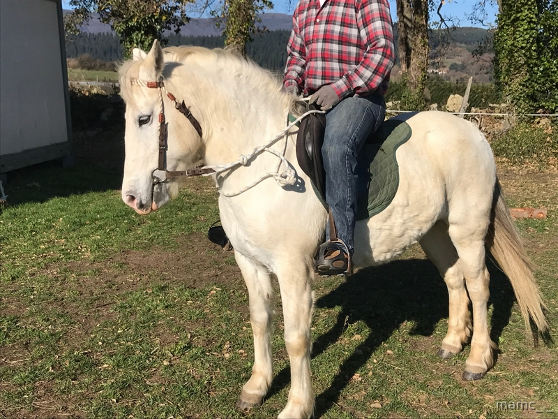 Yegua pony torda Tipo D in 