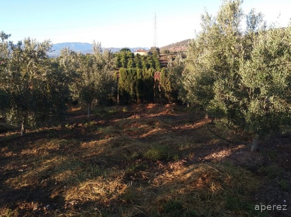 Finca para caballos a 10 mint de Málaga  Málaga