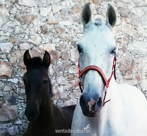 Vendo Yegua P.R.E in 