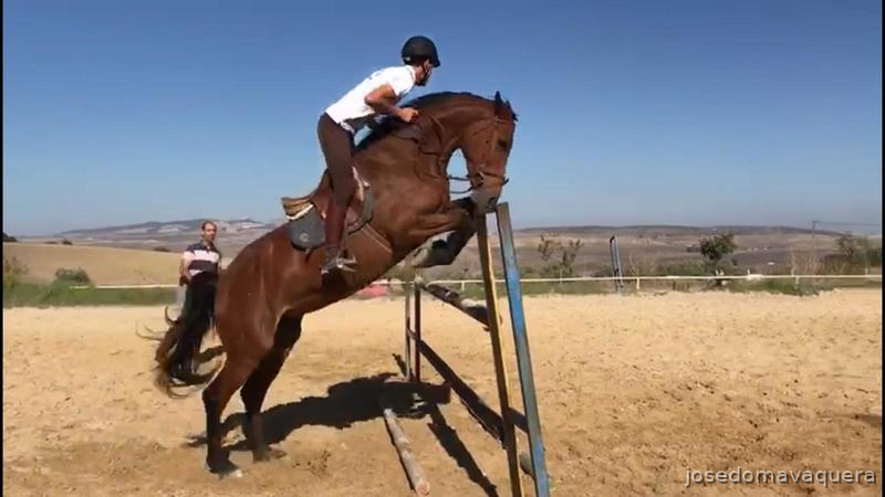 Yegua para salto in 
