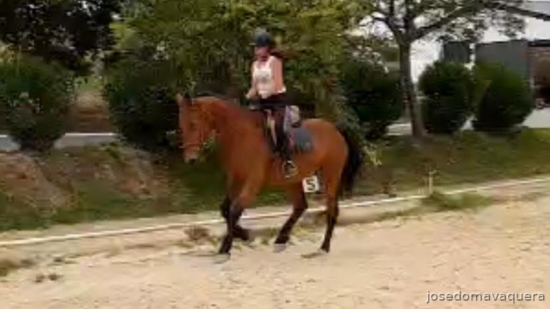 Yeguas Cruzada - Yegua para salto