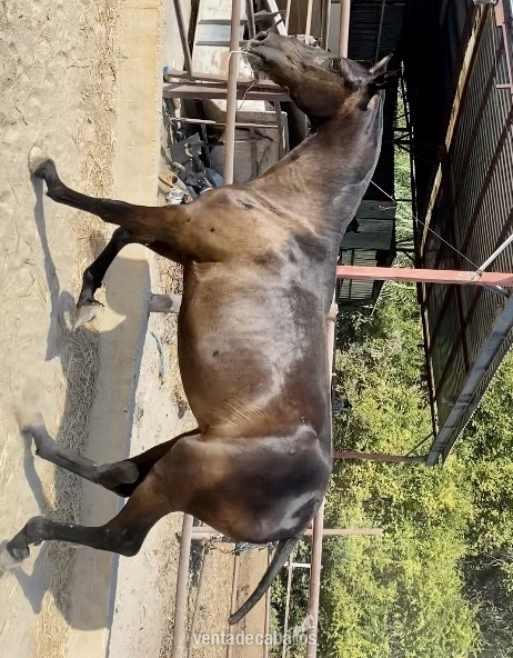 Pura raza española 