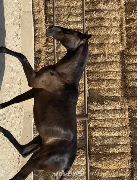 POTRA PRE NEGRA - Potras