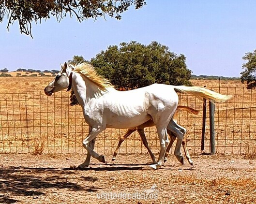 Caballos Árabes Arabe - Se venden potras y yeguas árabes de los mejores orígenes, ideales para iniciar ganadería. Algunas paridas y con cría.
