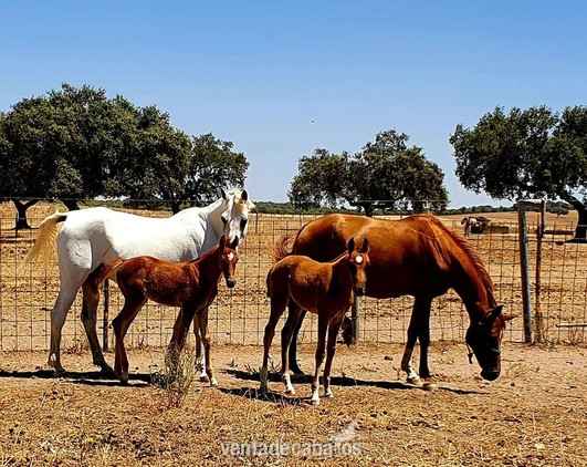 Se venden potras y yeguas árabes de los mejores orígenes, ideales para iniciar ganadería. Algunas paridas y con cría. - Caballos Árabes Arabe