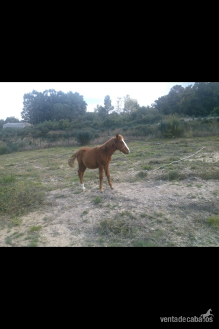 Cruzado {TYPE}