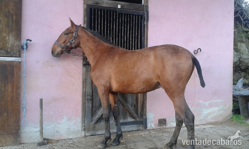Venta potros pre in 