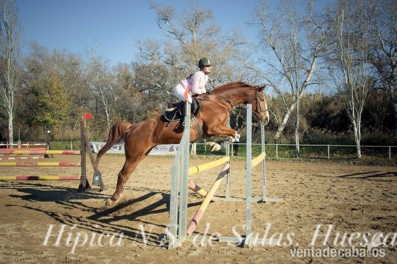 Yegua de Salto - Busco/Cambio/Cedo Caballo Westfaliano