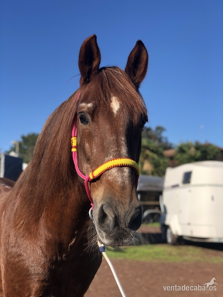 Se vende caballo  in 