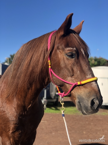Se vende caballo  - Caballos Capados *