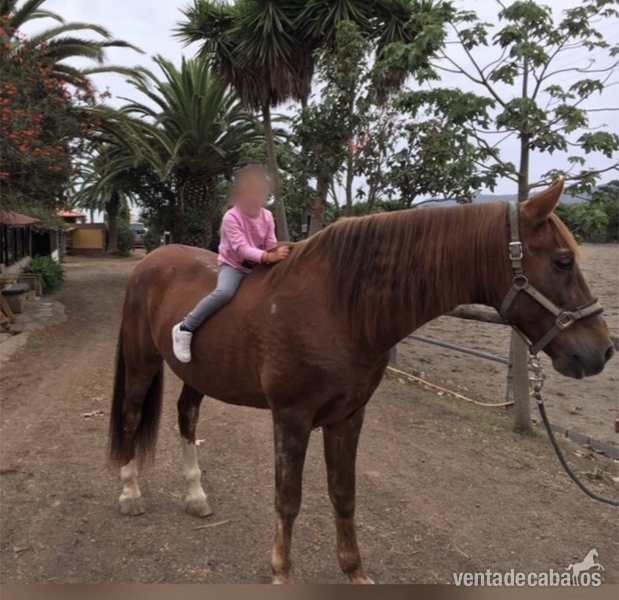 Se vende caballo  - *