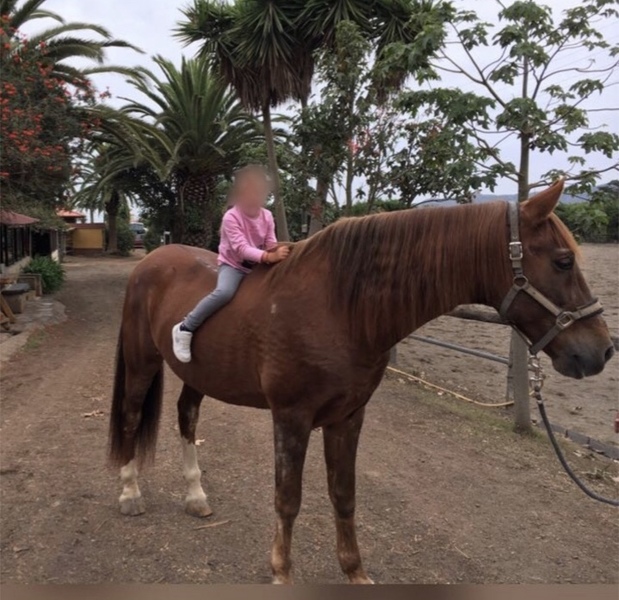 Se vende caballo  - *