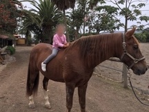 Se vende caballo 