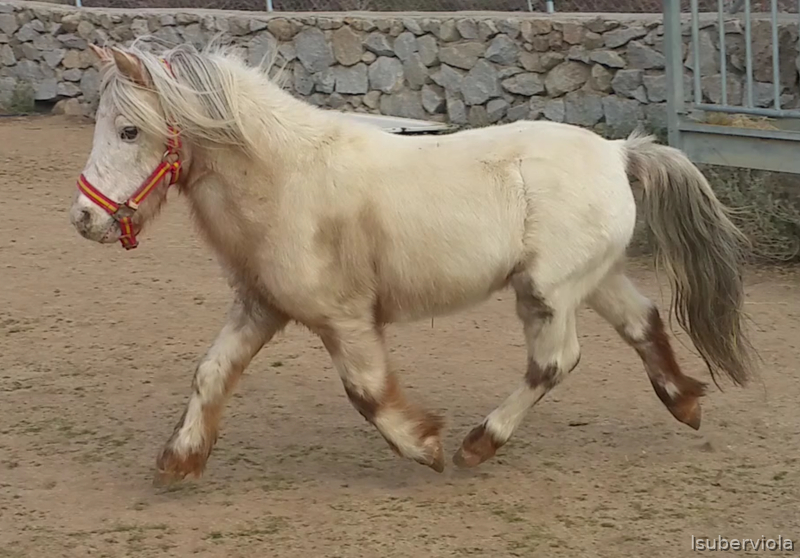 Vendo pony holandes  in 