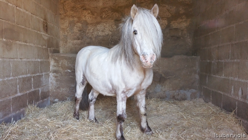 Poni Shetland 