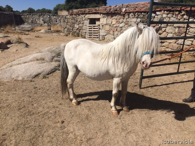Poni Shetland  {TYPE}